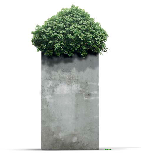 2036strakkebak